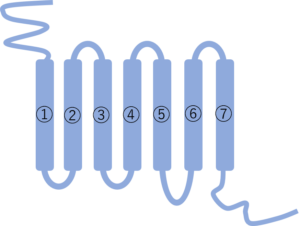 Gタンパク質共役型受容体の構造