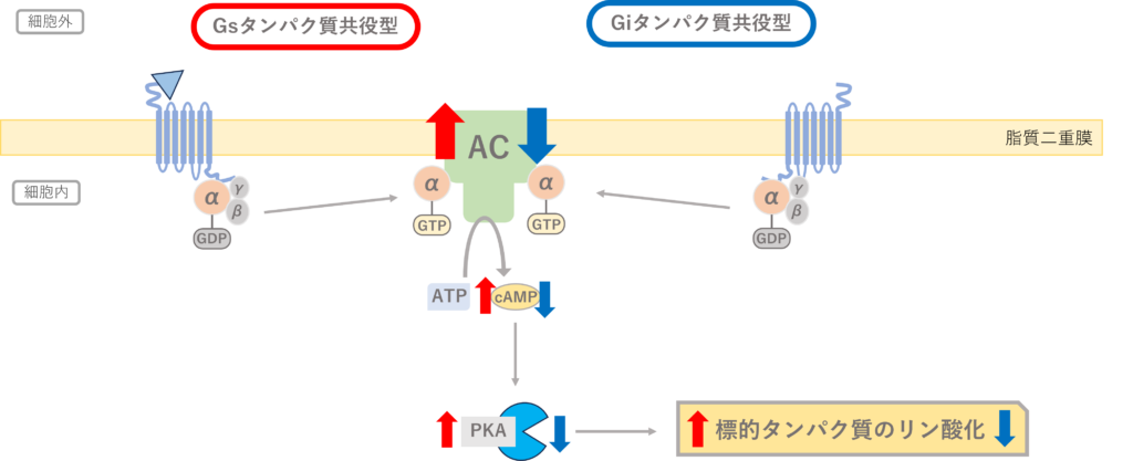 Gsタンパク質共役型受容体、Giタンパク質共役型受容体